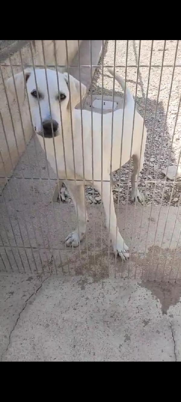 🐾💖GELSOMINO – DOLCE SIMIL LABRADOR IN CERCA DI FAMIGLIA 🐾 Foto 3